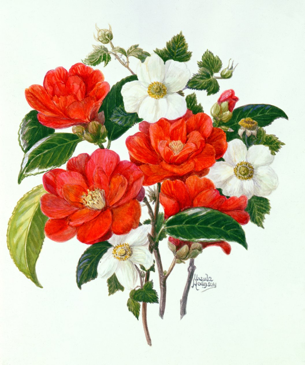 Camellia Adolf Audusson（纸上的wc） 作者 厄休拉·霍奇森