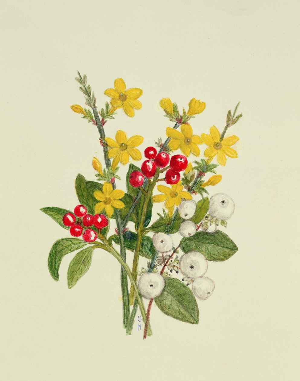 雪莓，山茱萸和茉莉花（纸上的wc） 作者 厄休拉·霍奇森