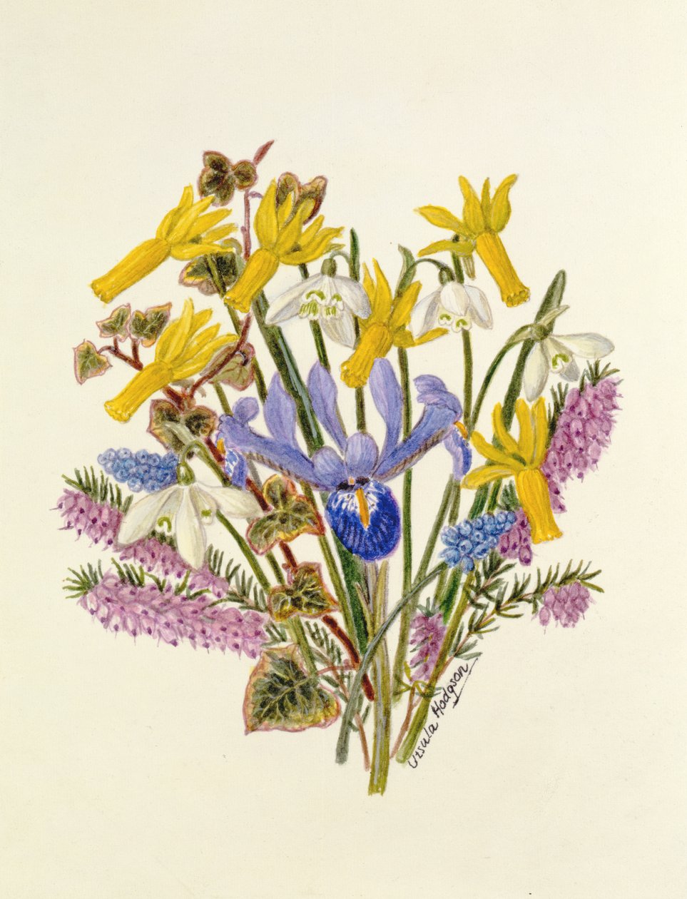 Snowdrop，Narcissus Cyclamineus，Iris Reticulata和葡萄风信子（纸上的wc） 作者 厄休拉·霍奇森