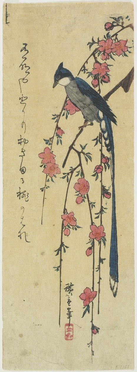 （下垂樱桃树上的长尾公鸡） 作者 歌川宏重