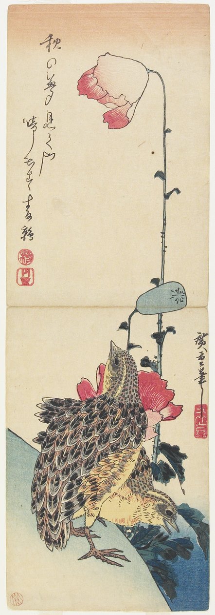 （鹌鹑和罂粟），1830-1858 作者 歌川宏重