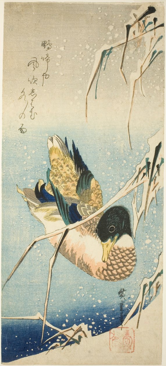 一只野鸭在白雪皑皑的芦苇丛下的河滩上游泳 作者 歌川宏重