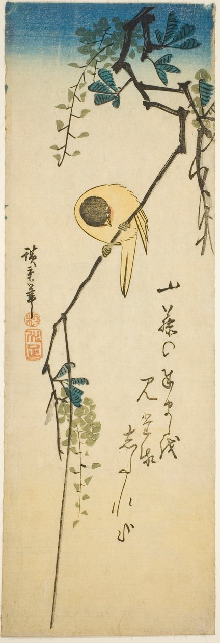 紫藤上的鸟 作者 歌川宏重