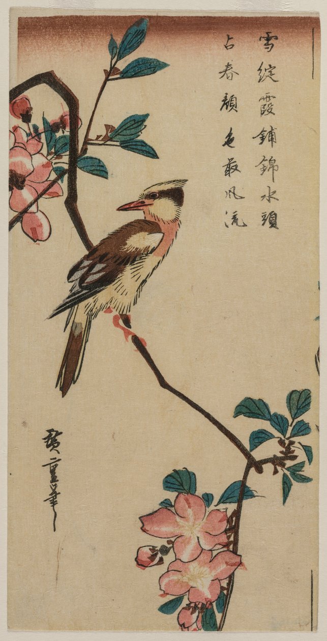 黑枕黄鹂（朝鲜莺）在霍尔蟹爪兰上 作者 歌川宏重