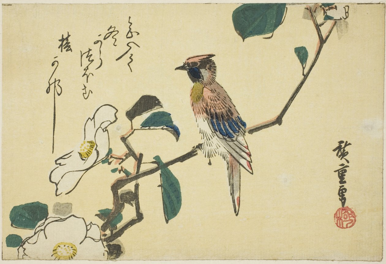茶花枝上的黑枕黄鹂 作者 歌川宏重