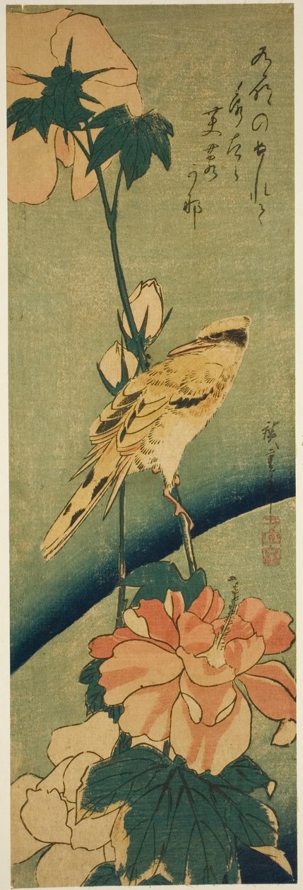 芙蓉花上的黑嘴黄鹂 作者 歌川宏重