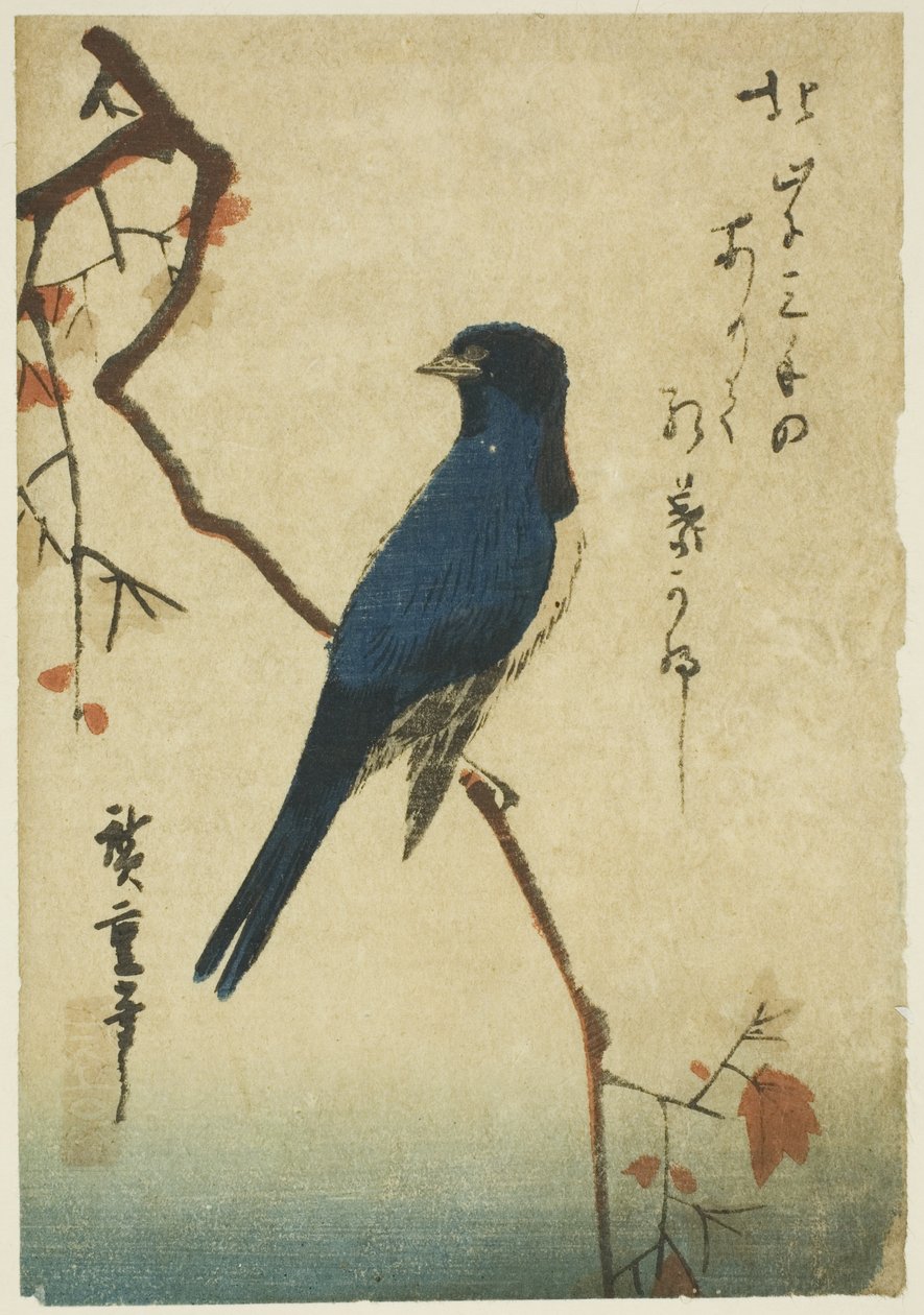 枫树枝上的蓝鸟 作者 歌川宏重