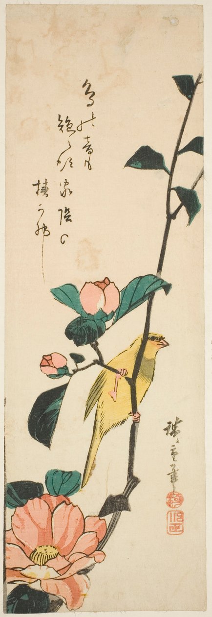 金丝雀和茶花 作者 歌川宏重