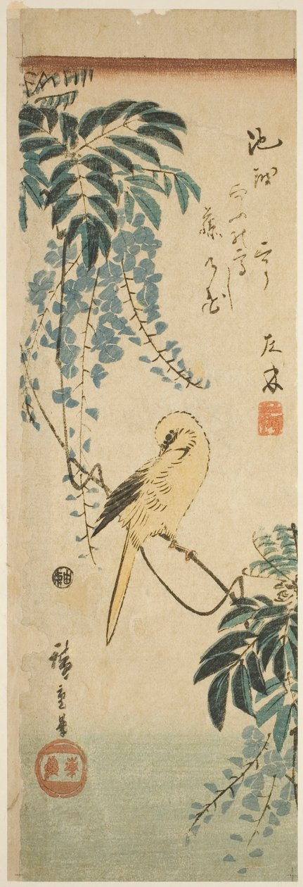 金丝雀和紫藤 作者 歌川宏重