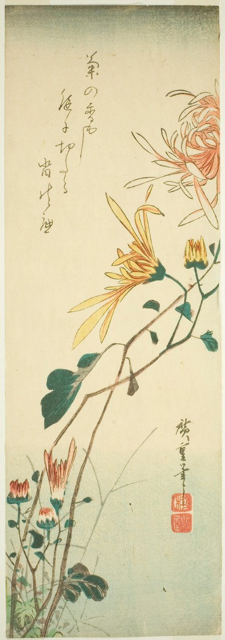 菊花 作者 歌川宏重