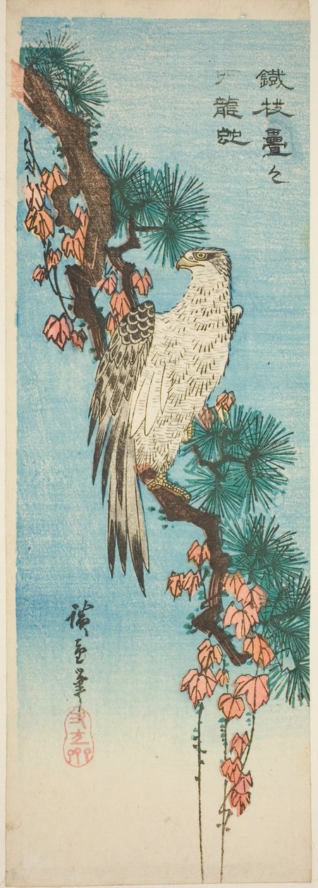 长满常春藤的松树枝上的猎鹰 作者 歌川宏重