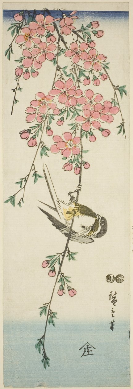 大山雀和樱花 作者 歌川宏重