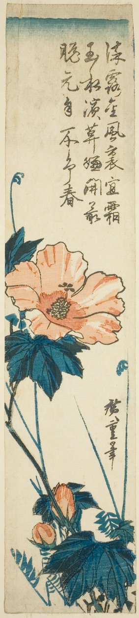 木槿花 作者 歌川宏重