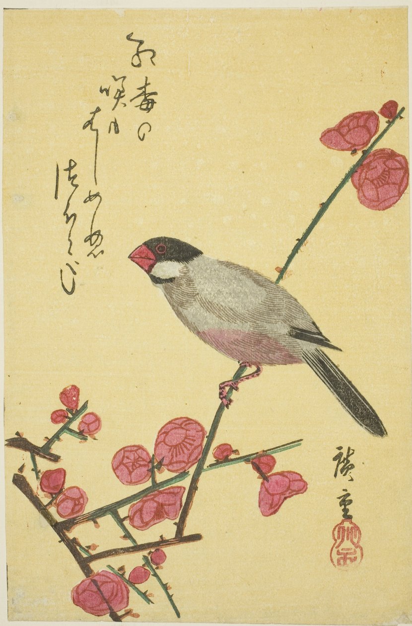 梅枝上的爪哇麻雀 作者 歌川宏重