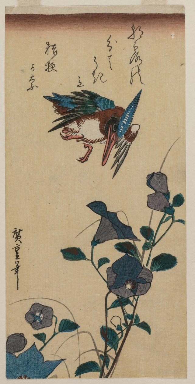 翠鸟和中国风铃草 作者 歌川宏重