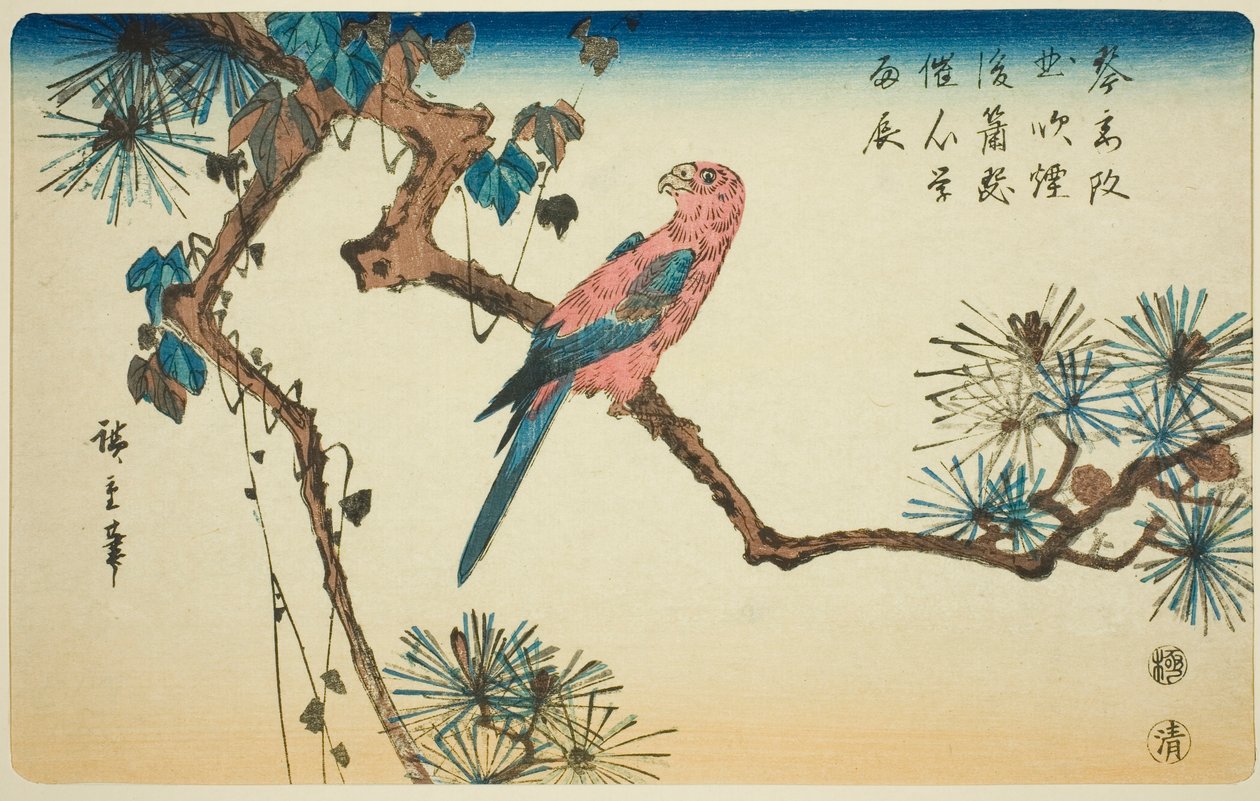 松枝上的金刚鹦鹉 作者 歌川宏重