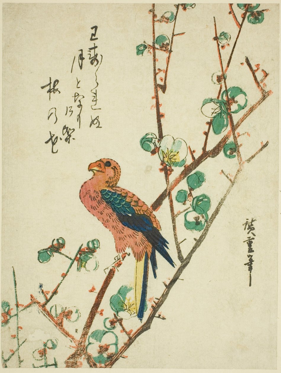李子树上的鹦鹉 作者 歌川宏重