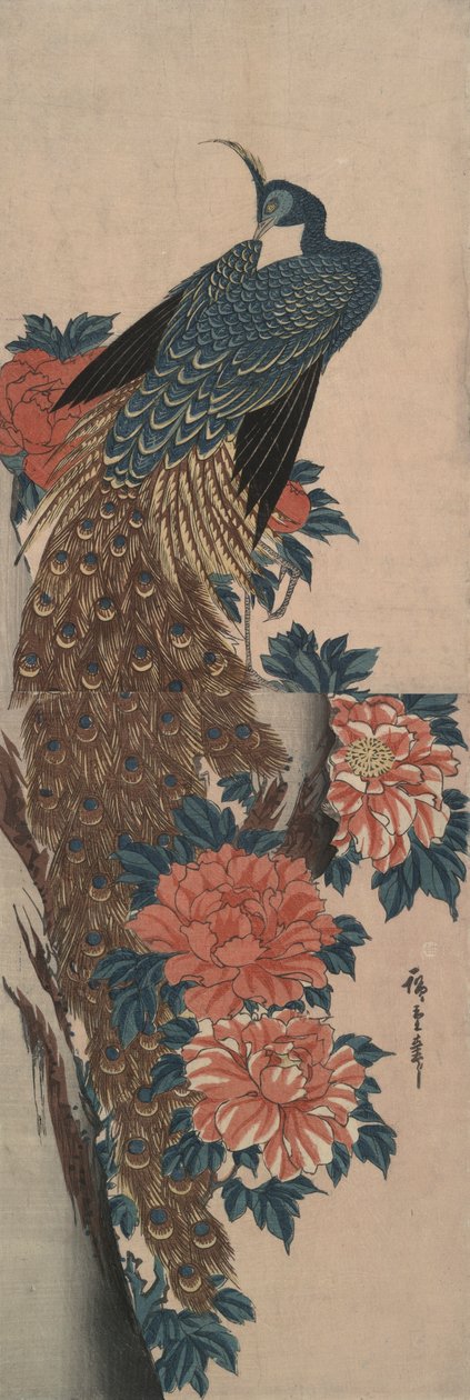孔雀与牡丹 作者 歌川宏重