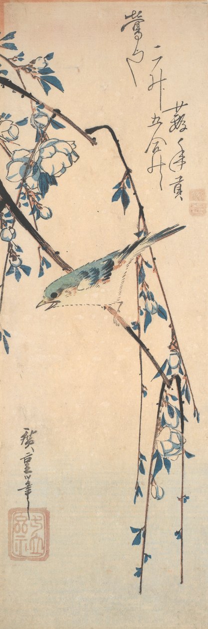 樱桃树枝上的红边蓝尾鸲 作者 歌川宏重