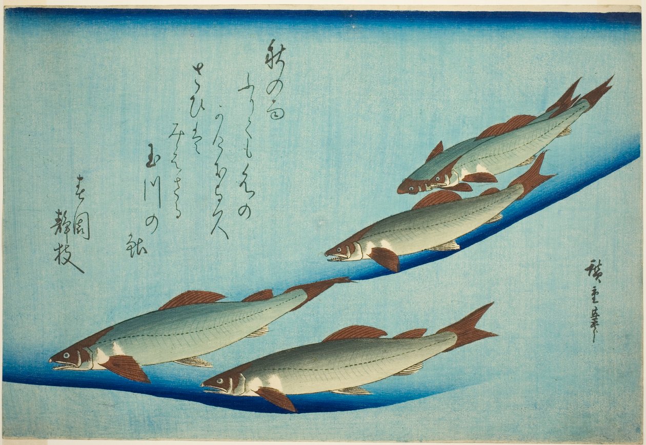 河鳟 作者 歌川宏重
