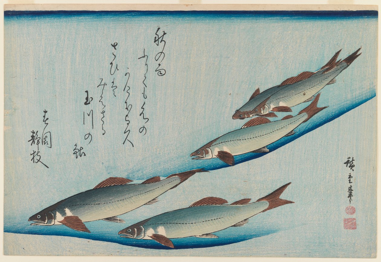 系列鱼五座鳟鱼学校，1835年（木版彩色印刷） 作者 歌川宏重