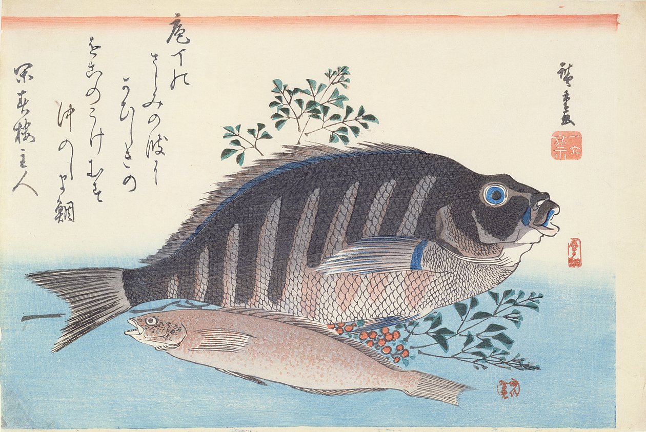 Shimadai和Ainame，来自Utagawa学校的“大鱼”系列，c。 1840-42（木版手工彩色印刷品） 作者 歌川宏重
