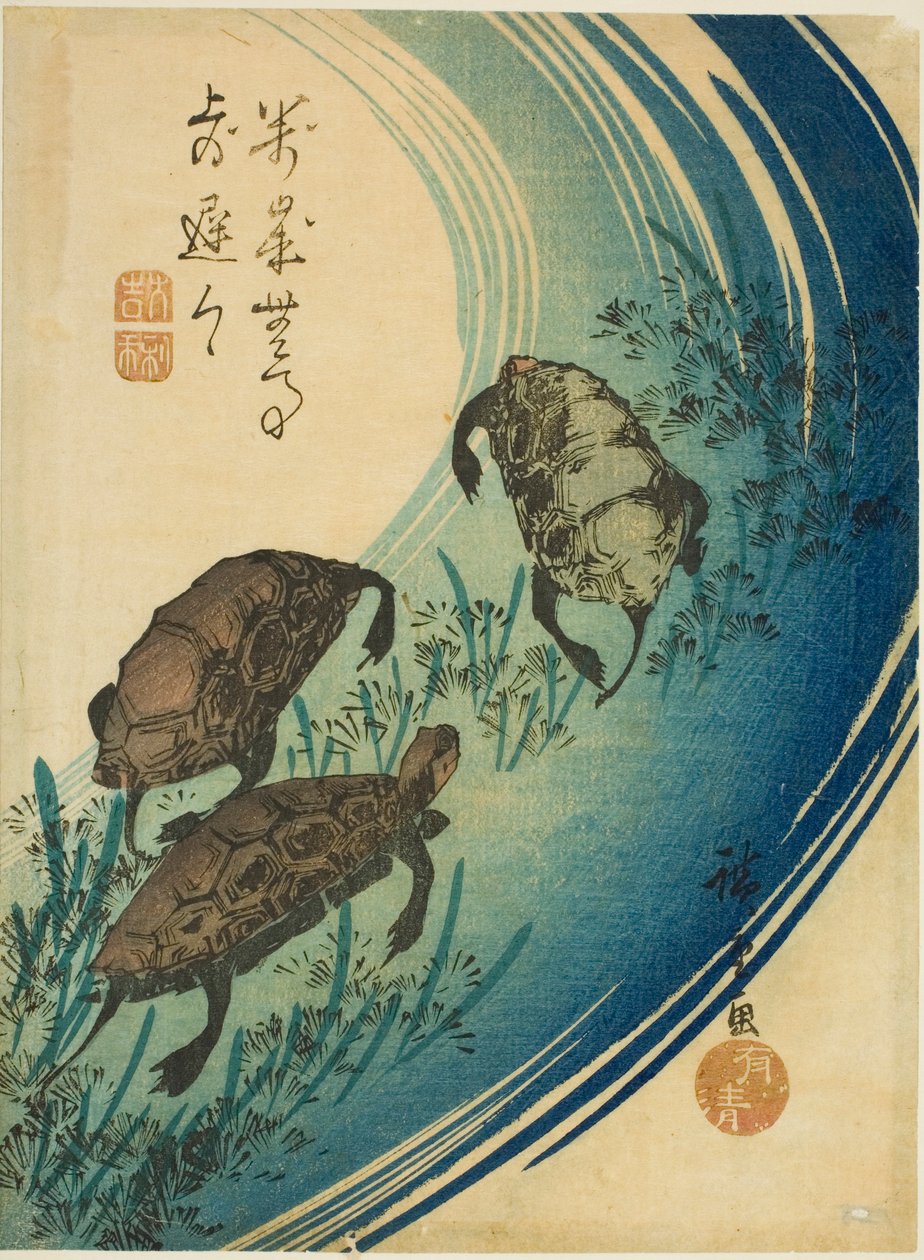 乌龟在溪流中游泳 作者 歌川宏重