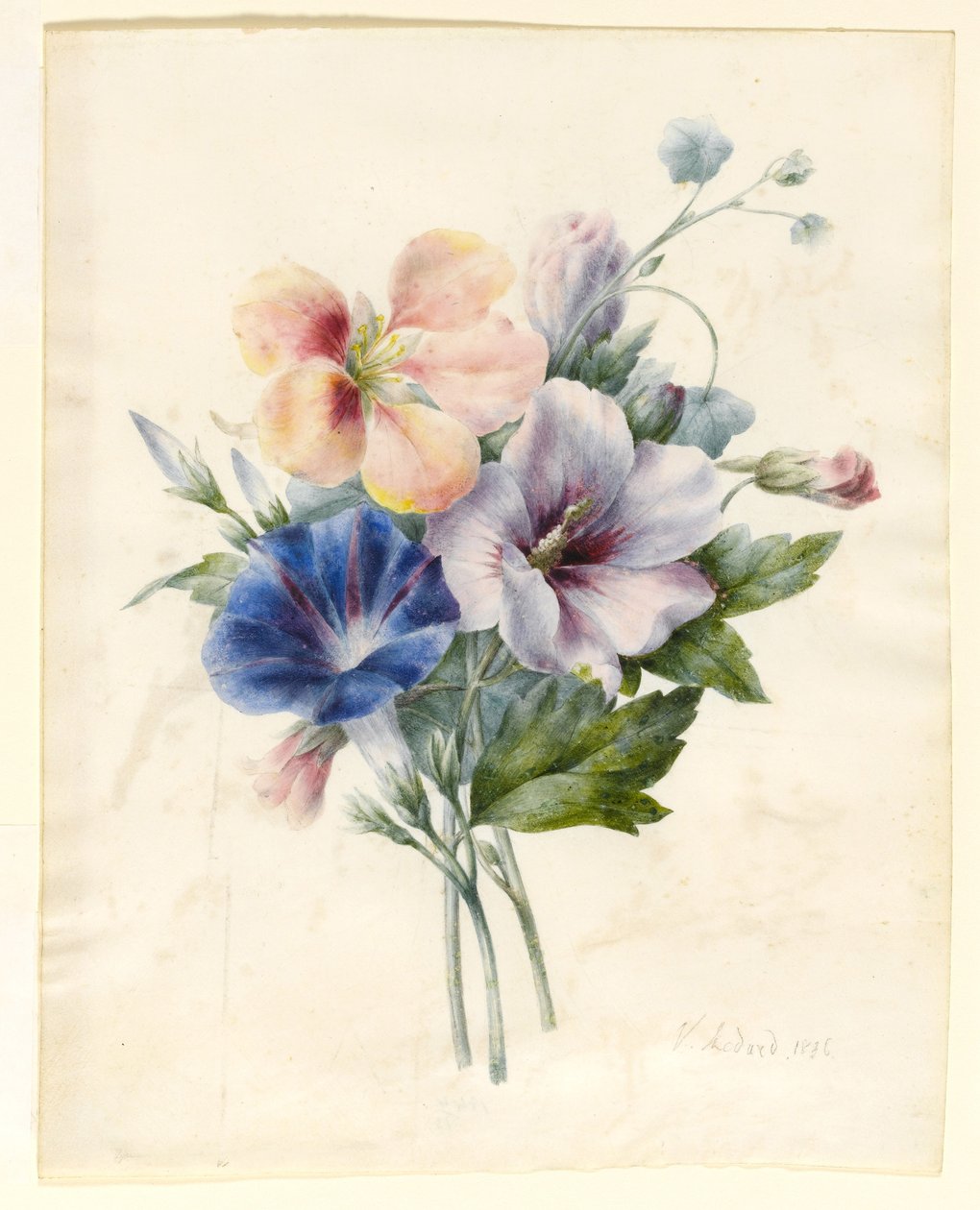 包括蓝色旋花植物在内的花，1836年（wc和羊皮纸上的体色） 作者 五·梅德（V. Medard）