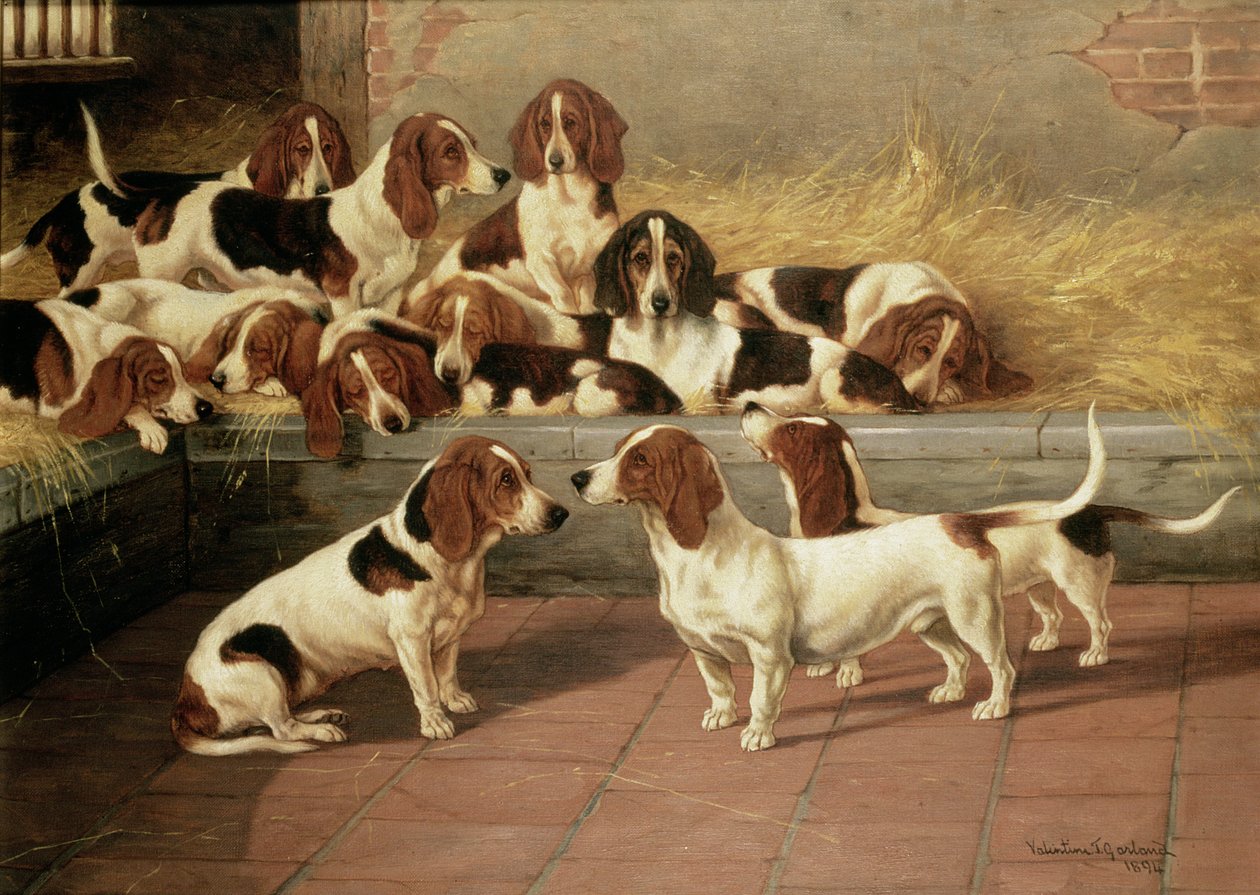 1894年，狗窝里的巴塞特猎犬 作者 情人节托马斯·加兰