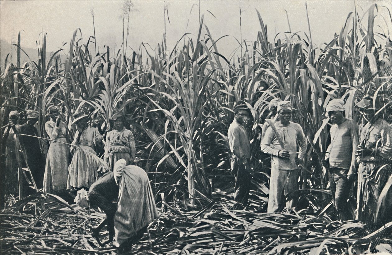 甘蔗种植园，1916年 作者 情人有限公司