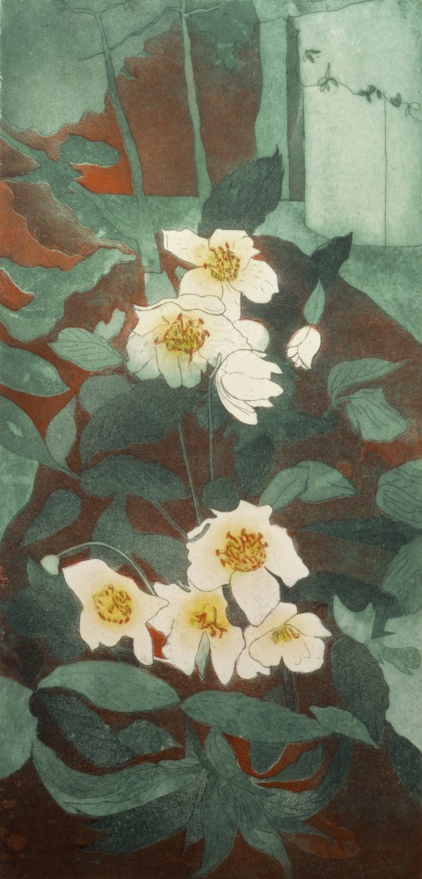 圣诞玫瑰（打印） 作者 瓦莱丽·丹尼尔（Valerie Daniel）
