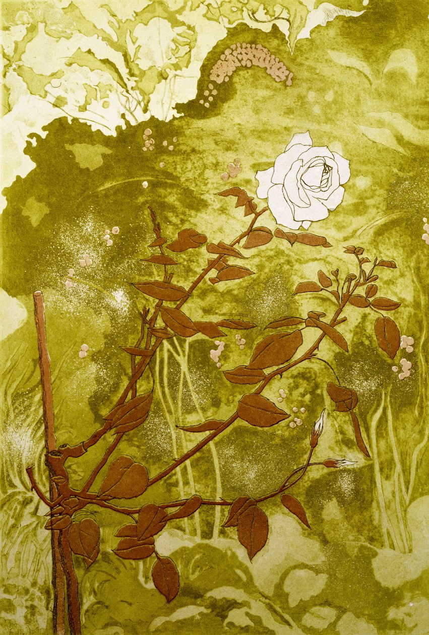 玫瑰（打印） 作者 瓦莱丽·丹尼尔（Valerie Daniel）