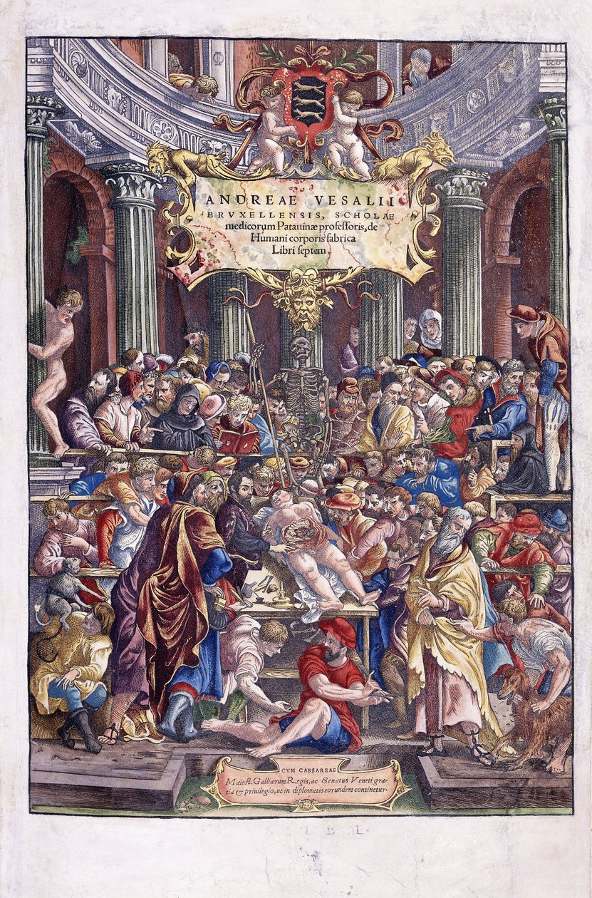 佛兰德解剖学家和医师安德烈亚斯·维萨留斯（Andreas Vesalius）在1543年在布鲁塞尔医学院上课 作者 威尼斯人学校