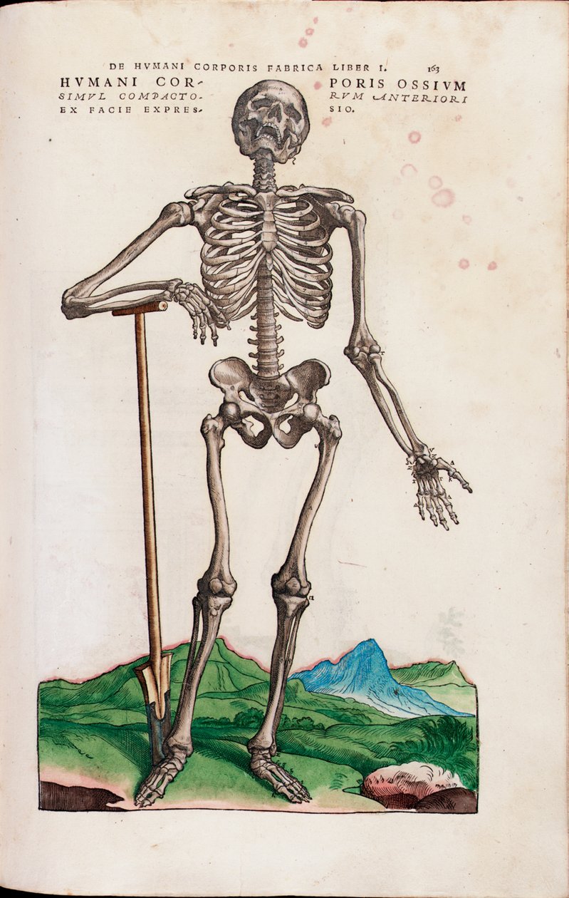 人体的骨骼，摘自Andreas Vesalius的“ The human body fabrica” 作者 威尼斯人学校