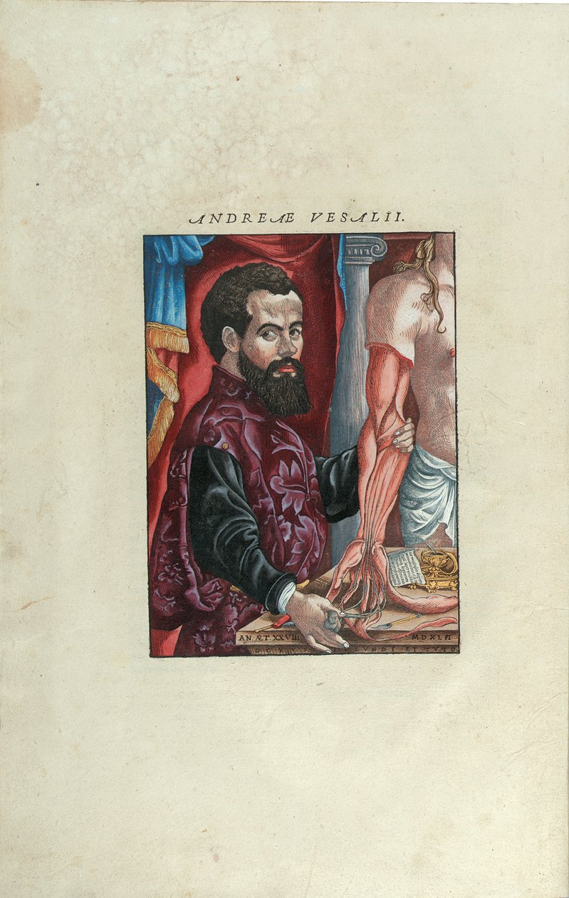 安德烈亚斯·维萨留斯（Andreas Vesalius，1514-64年）的《人体构造中的安德里亚斯·维萨留斯的画像》，约翰·奥波林，巴塞尔，1543年6月出版（彩色木刻） 作者 威尼斯人学校
