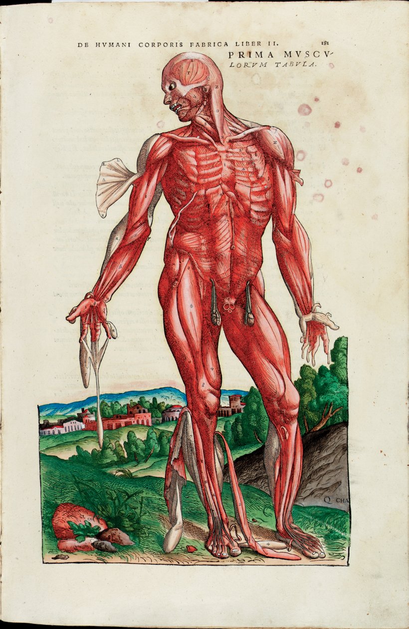 肌肉的第一张地图，摘自安德烈亚斯·维萨留斯（Andreas Vesalius）的《人体结构》 作者 威尼斯人学校