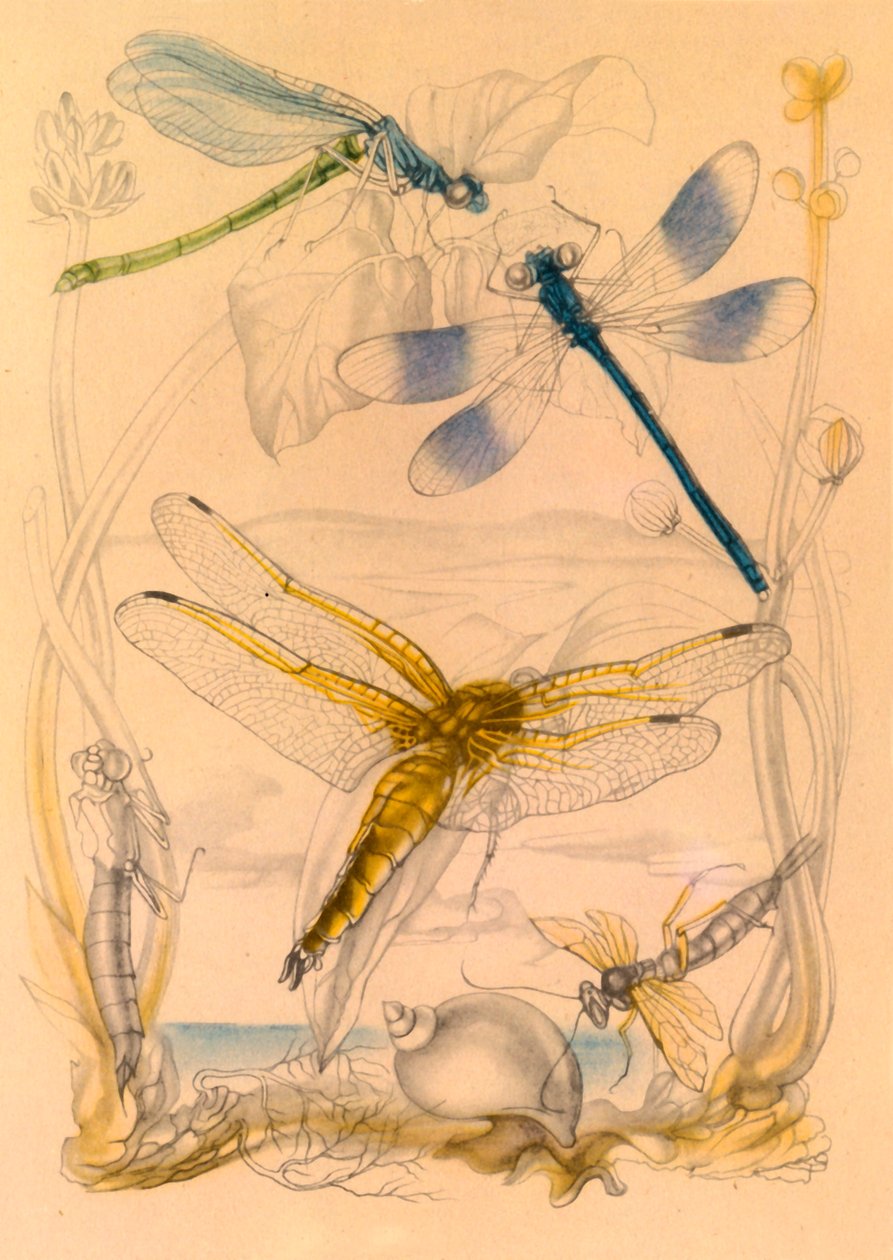 蜻蜓，约1930年代，1945年。 作者 佛寺