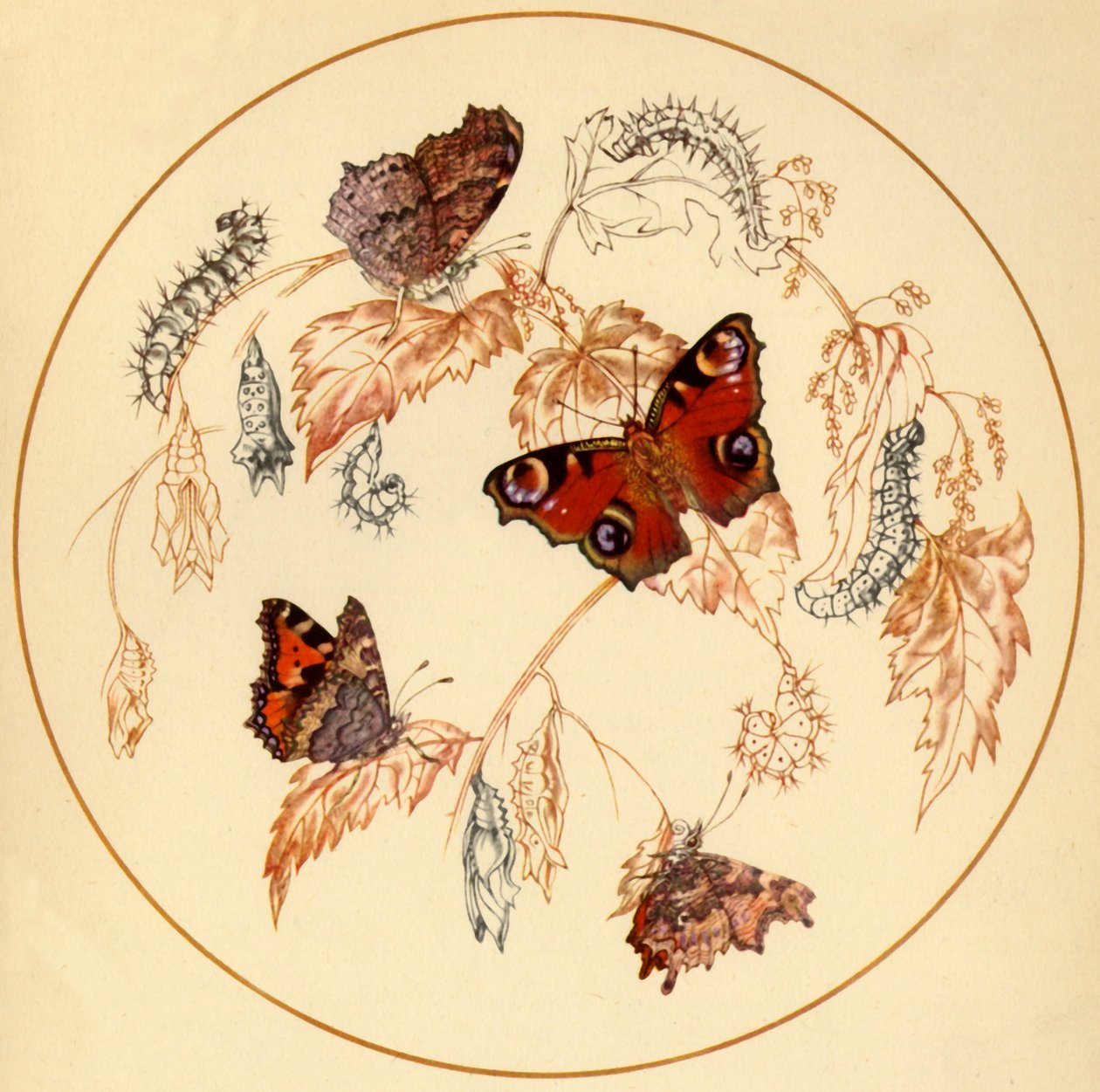 孔雀、小玳瑁和Comma蝴蝶......"，约1930年代，1945年。   作者 佛寺
