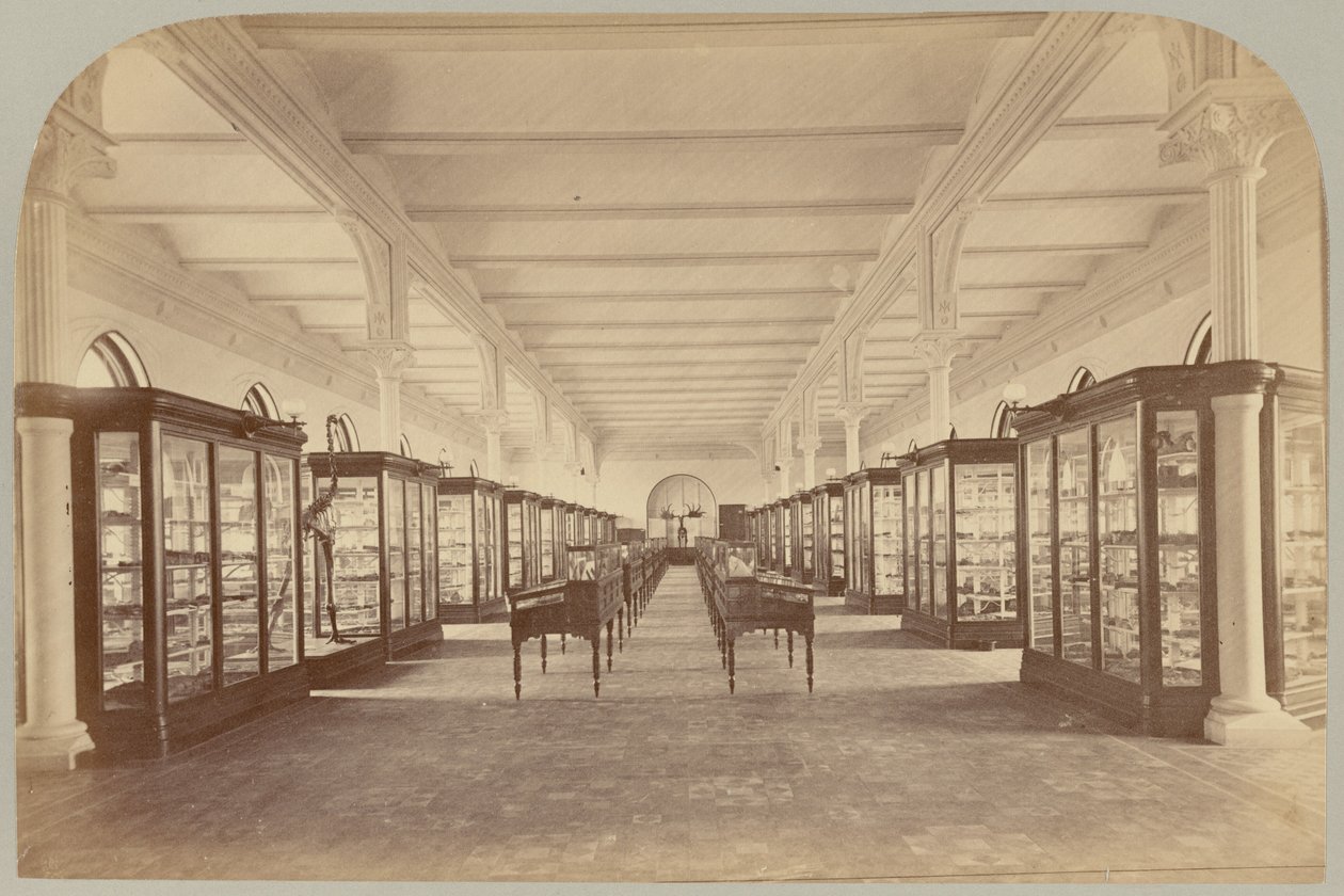 Pl.V. 上层故事：化石 作者 Victor Prevost，Gaston L. Feuardent and Co.，纽约