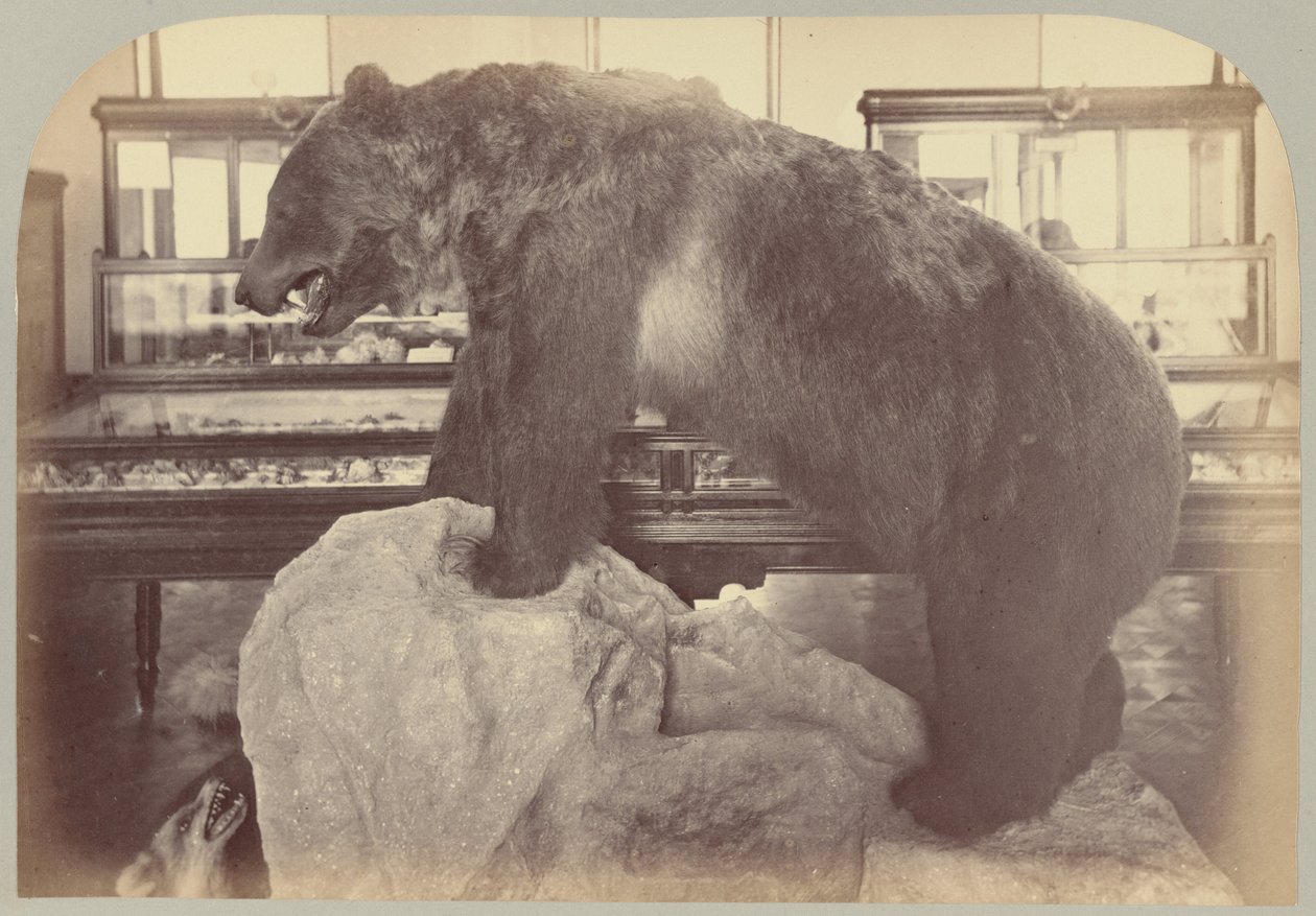 Pl. X. Grizzly Bear 作者 Victor Prevost，Gaston L. Feuardent and Co.，纽约