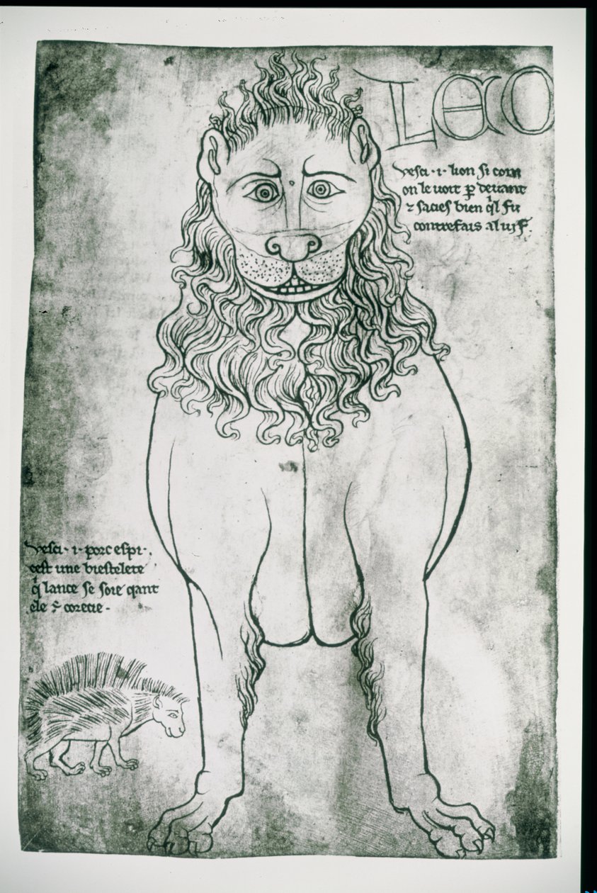 19093年女士fol.24v Lion and Porcupine（传真） 作者 比利亚德·德·洪内库特