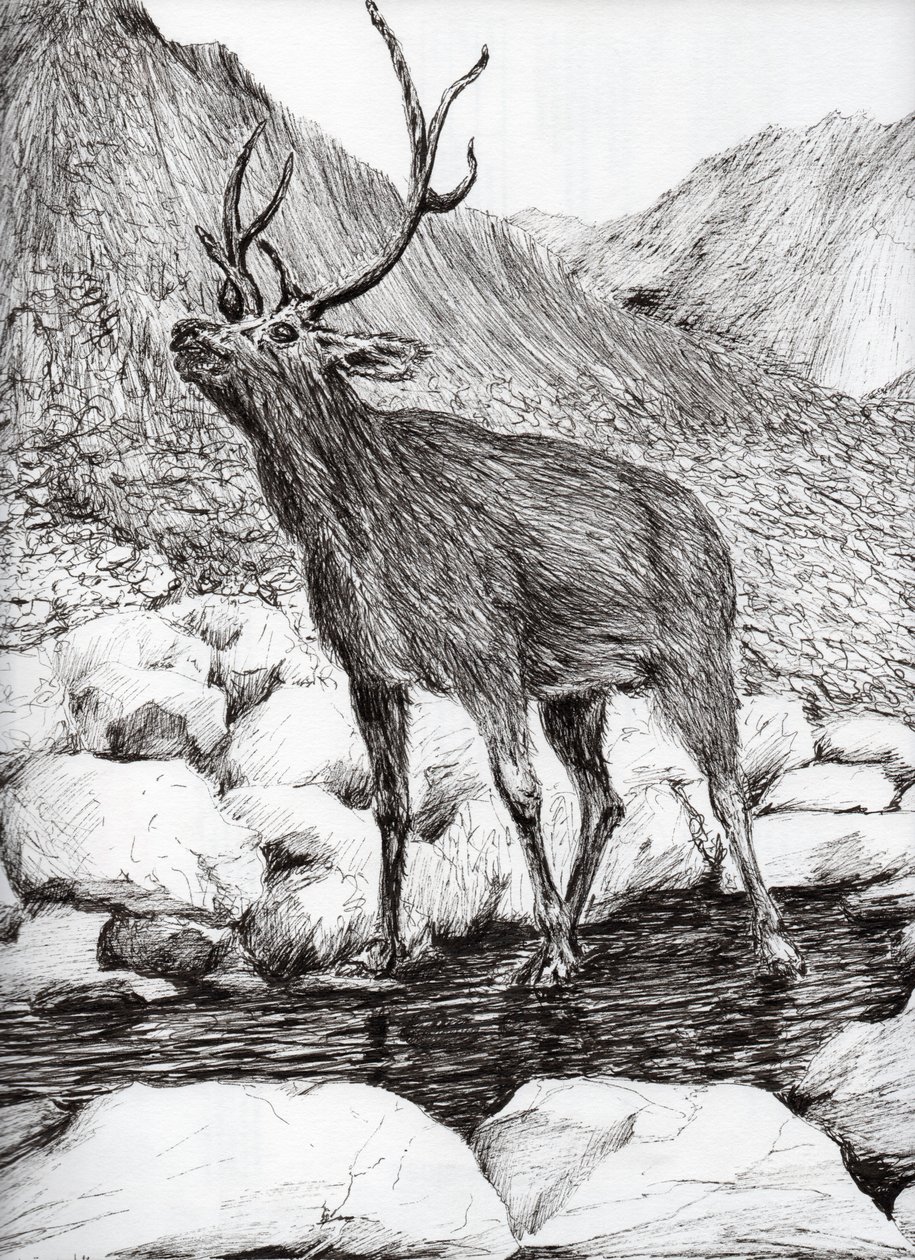 Stag，2011，（墨水在纸上） 作者 文森特·亚历山大·布斯