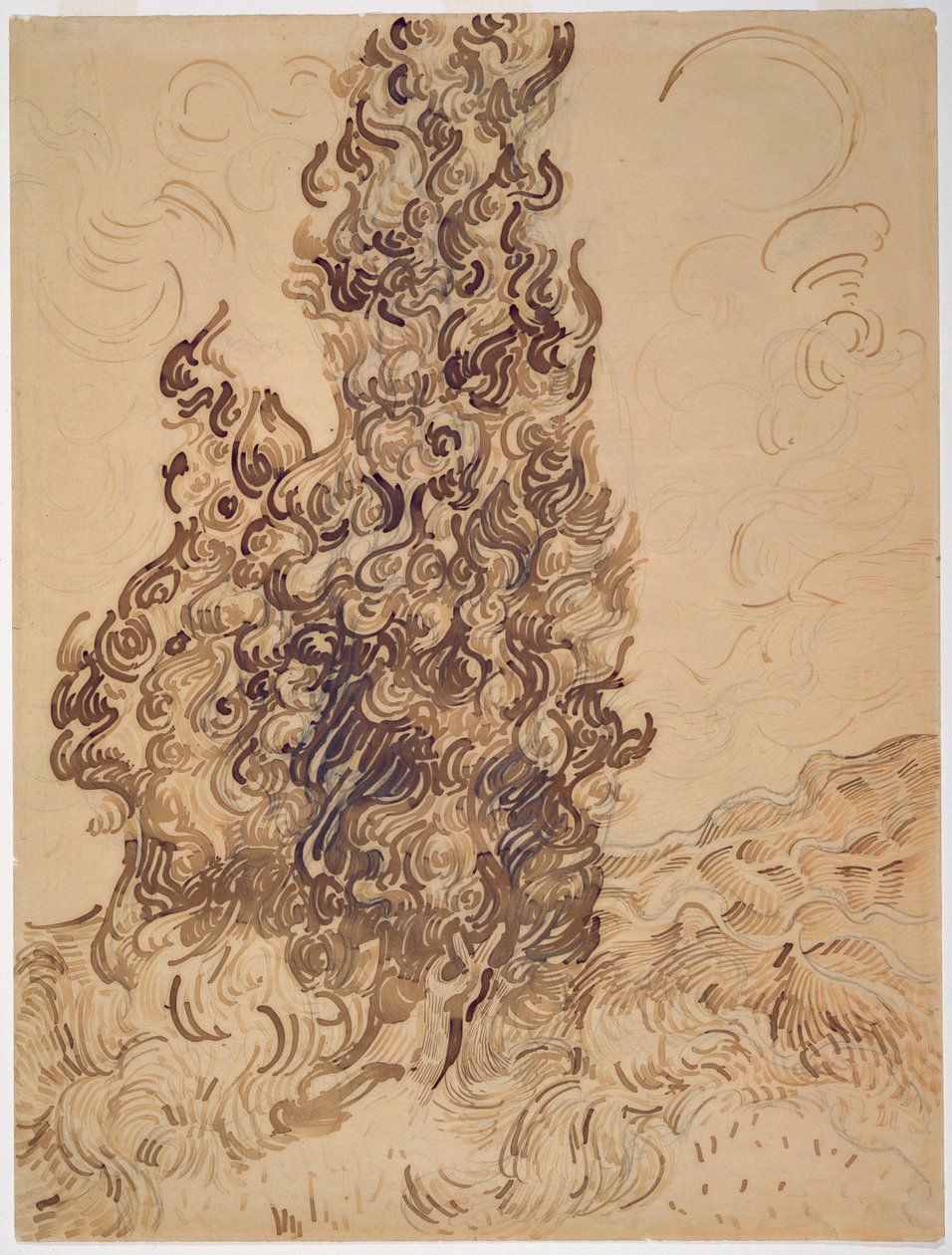 1889年的松柏（芦苇笔，石墨，羽毛笔和棕色和黑色墨水在纸上） 作者 文森特·梵高