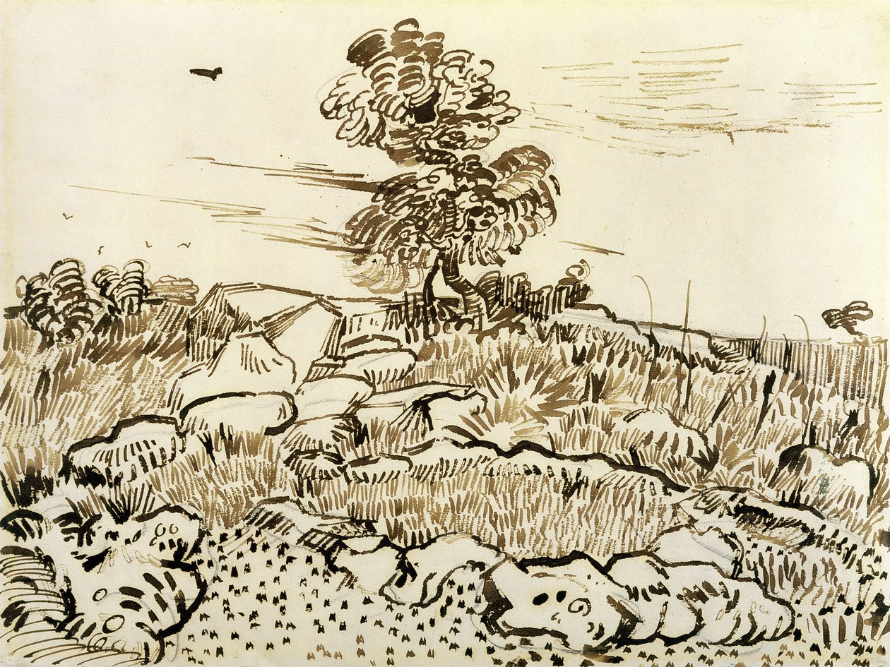 Montmajour的岩石地面，1888-89（笔，芦苇笔和墨水在纸上） 作者 文森特·梵高