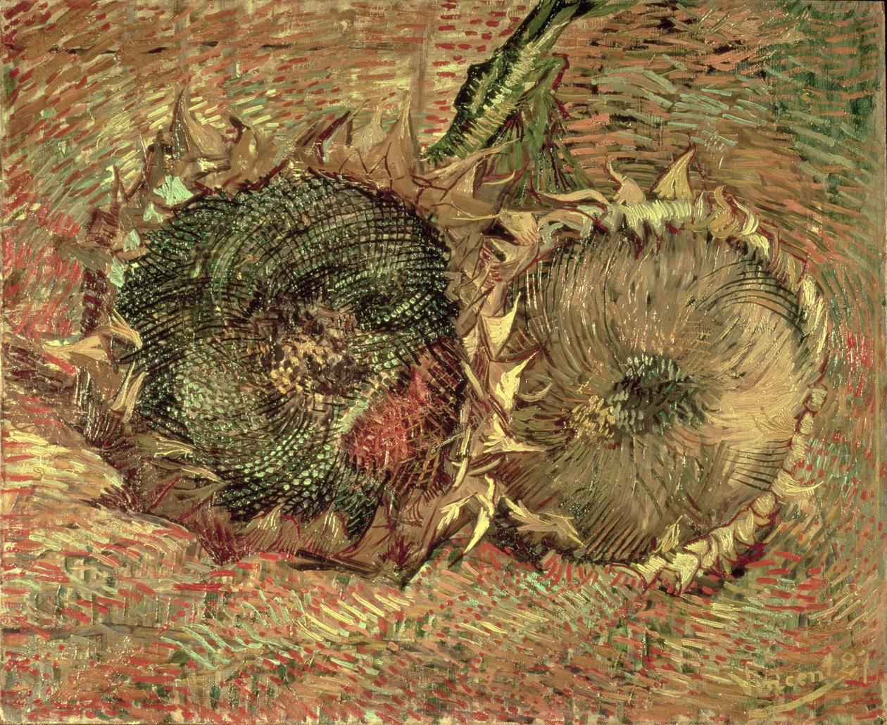 两个切向日葵，1887年 作者 文森特·梵高