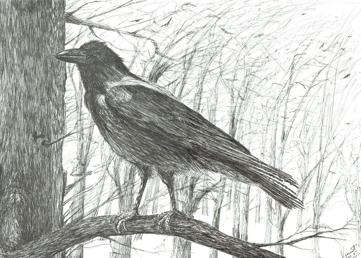 Bird, 2011 作者 文森特·亚历山大·布斯