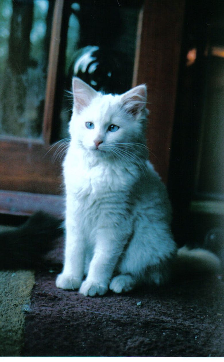 Ice kitten, 2006 作者 文森特·亚历山大·布斯