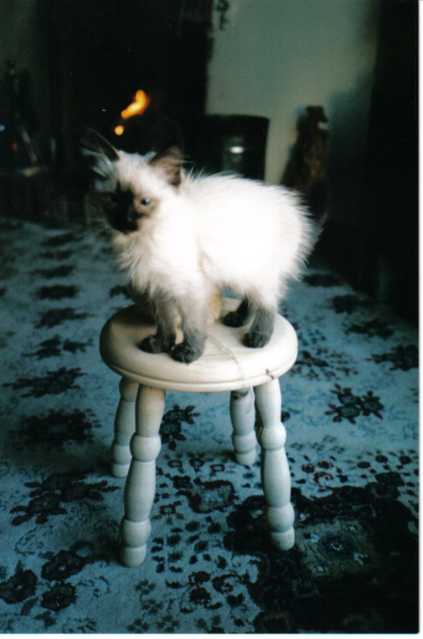 Ice kitten
