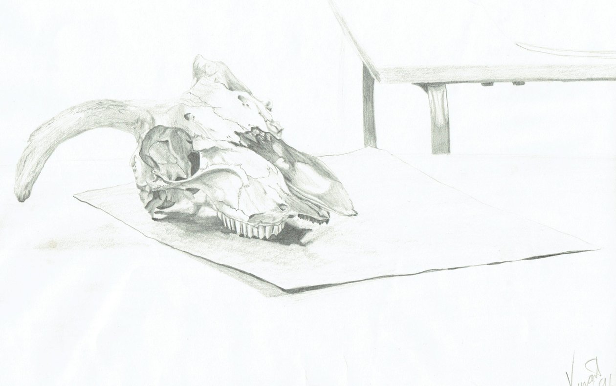 Skull 作者 文森特·亚历山大·布斯