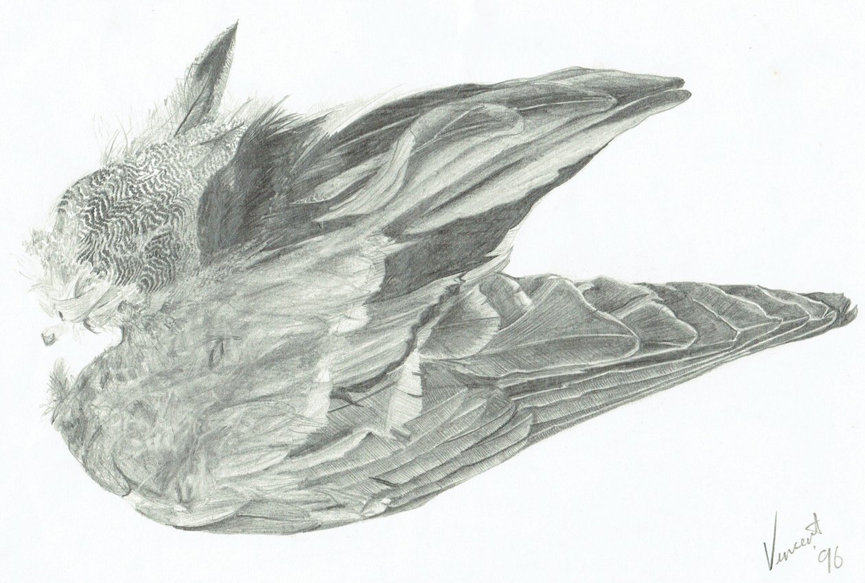 Wing 作者 文森特·亚历山大·布斯